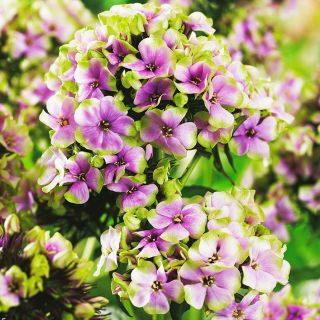 Floks (Phlox) - Płomyk wiechowaty - Sherbet Blend - duża paczka! - 10 szt.