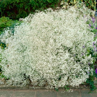 Gipsówka biała - Gypsophila - sadzonka - duża paczka! - 10 szt.