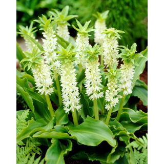 Lilia ananasowa - Eucomis autumnalis - duża paczka! - 20 szt.