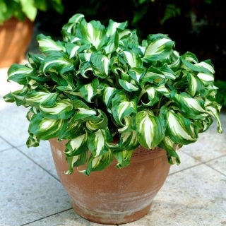 Funkia - Hosta Mediovariegata - duża paczka! - 10 szt.