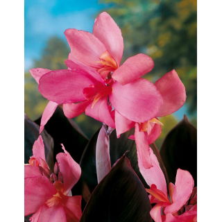 Kanna - Shining Pink - GIGA paczka! - 50 szt.