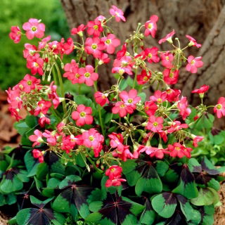 Szczawik Deppego - Oxalis deppei - GIGA paczka! - 1250 szt.