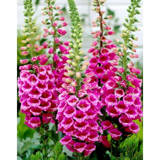 Naparstnica różowa - Camelot Rose - duża paczka! - 10 szt.