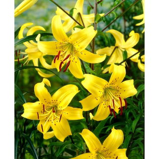 Lilia tygrysia - Yellow Tiger - 1 szt.