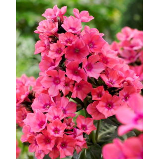 Floks (Phlox) - Płomyk wiechowaty - Windsor - 1 szt.