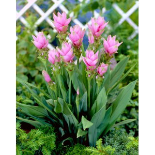 Kurkuma różowa - Curcuma Rose - duża paczka! - 10 szt.