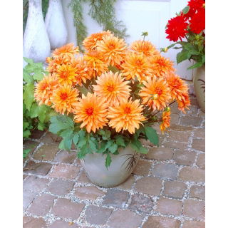 Dalia - Autumn Fairy