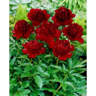 Piwonia, Paeonia - Red Charm - sadzonka