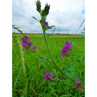 Lucerna siewna Plato - 1 kg