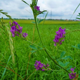 Lucerna siewna Plato - 0,5 kg