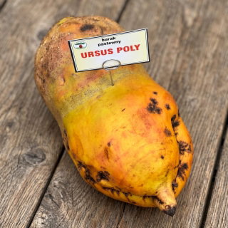 Burak pastewny wielokiełkowy Ursus Poly - żółty - 0,5 kg