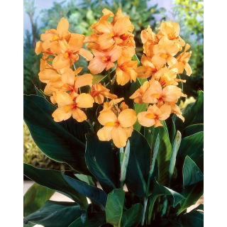 Kanna - Apricot Dream - duża paczka! - 10 szt.
