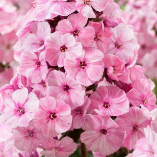 Floks (Phlox) - Płomyk wiechowaty - Picasso - duża paczka! - 10 szt.