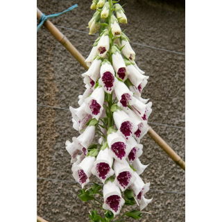 Naparstnica purpurowa - biało-bordowa - 1 szt.