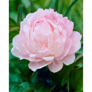 Piwonia, Paeonia - jasnoróżowa - sadzonka