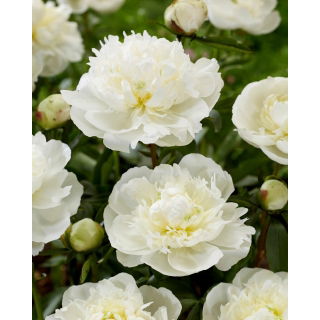 Piwonia, Paeonia - Duchesse de Nemours - sadzonka