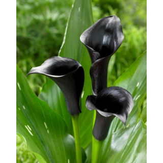 Calla czarna - Black - duża paczka! - 10 szt.