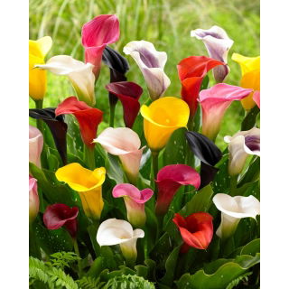 Calla - mix kolorów - GIGA paczka! - 50 szt.