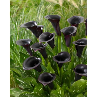 Calla Cantor