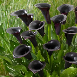 Calla Cantor