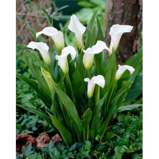 Calla Captain Fresco - duża paczka! - 10 szt.