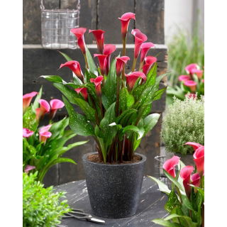 Calla Red Charm - duża paczka! - 10 szt.