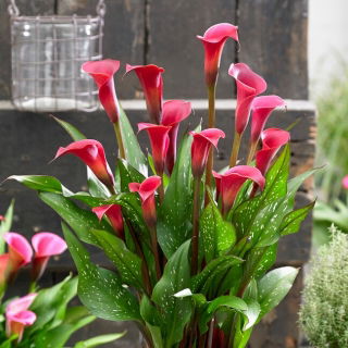 Calla Red Charm
