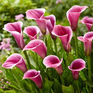Calla Sannah