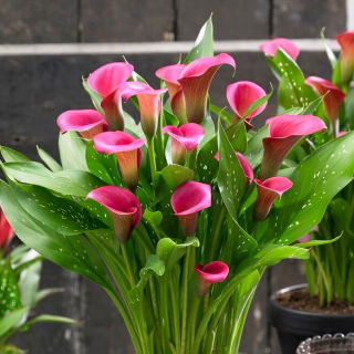 Calla Zazu - duża paczka! - 10 szt.