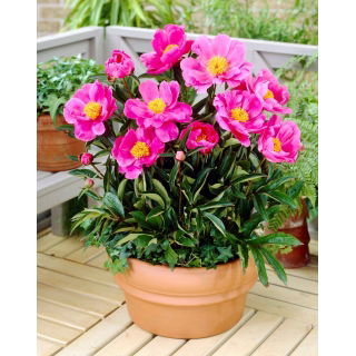 Piwonia, Paeonia - Dancing Butterfly - sadzonka