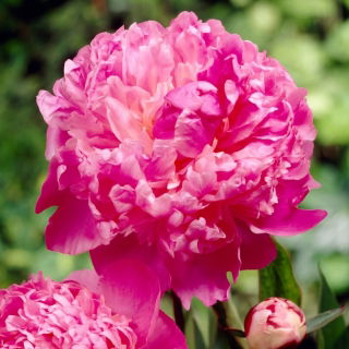 Piwonia, Paeonia - Louis van Houtte - sadzonka