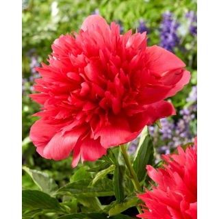 Piwonia, Paeonia - Many Happy Returns - sadzonka - duża paczka! - 10 szt.