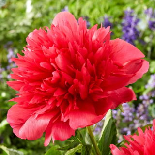 Piwonia, Paeonia - Many Happy Returns - sadzonka - duża paczka! - 10 szt.