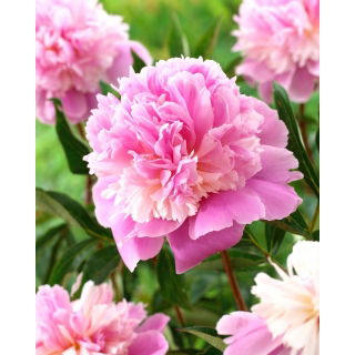 Piwonia, Paeonia - Sorbet - sadzonka - duża paczka! - 10 szt.