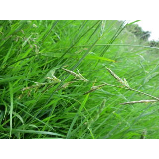 Kostrzyca, Festulolium Felopa - 5 kg