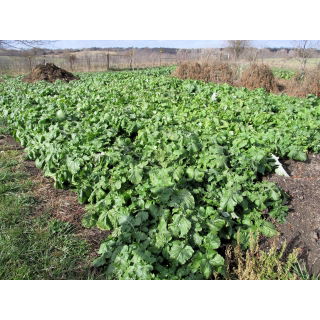 Rzepa pastewna Polybra - 500 g