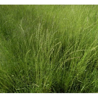 Życica westerwoldzka 4N Koga - 5 kg