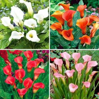 Calla - kolekcja 4 najpopularniejszych odmian