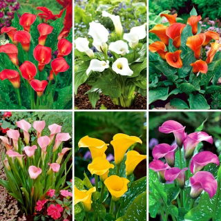 Calla - kolekcja 6 najpopularniejszych odmian