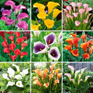 Calla - kolekcja 9 najpopularniejszych odmian
