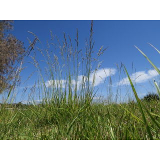 Kostrzewa trzcinowa gazonowa Manitou - 5 kg