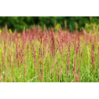 Kostrzewa czerwona rozłogowa Reda - 5 kg