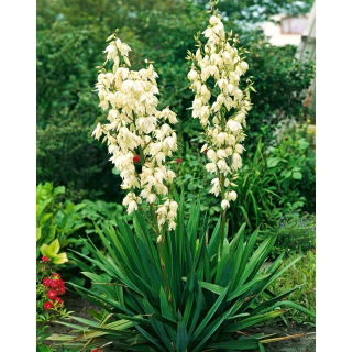 Juka karolińska - Yucca Filamentosa - GIGA paczka! - 50 szt.