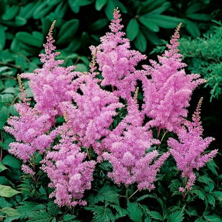 Tawułka Amethyst - fioletoworóżowa - GIGA paczka! - 50 szt.