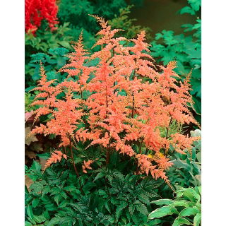 Tawułka Bressingham Beauty - łososiowa - GIGA paczka! - 50 szt.