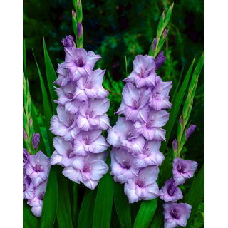 Mieczyk Blue Tropic - duża paczka! - 50 szt.