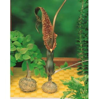 Arum Cornutum - Lilia Voodoo - oryginał w rozmiarze XL - duża paczka! - 10 szt.