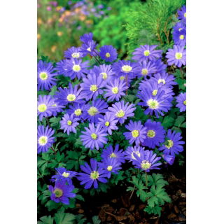 Zawilec grecki - Blue Shades - GIGA paczka! - 400 szt.