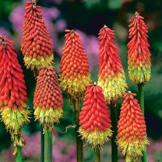 Kniphofia czerwono-żółta - Płonąca Pochodnia - GIGA paczka! - 50 szt.