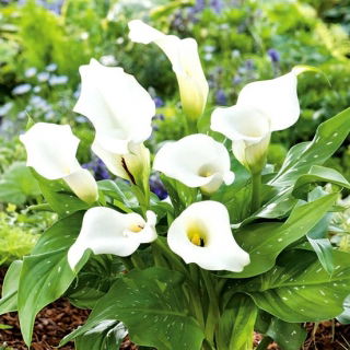 Calla biała - White - GIGA paczka! - 50 szt.